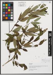 Foto von Salix triandra L.